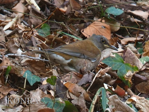 �V���n��